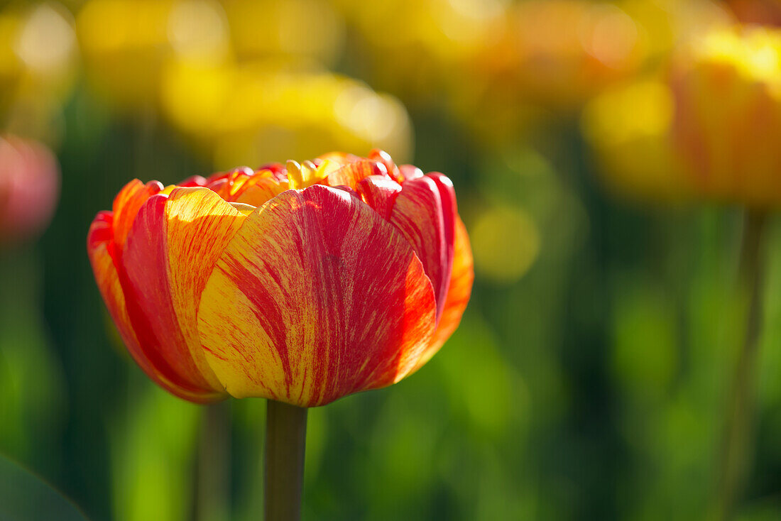 Tulip (Tulipa) in red and yellow in the tulip field at the Canadian Tulip Festival