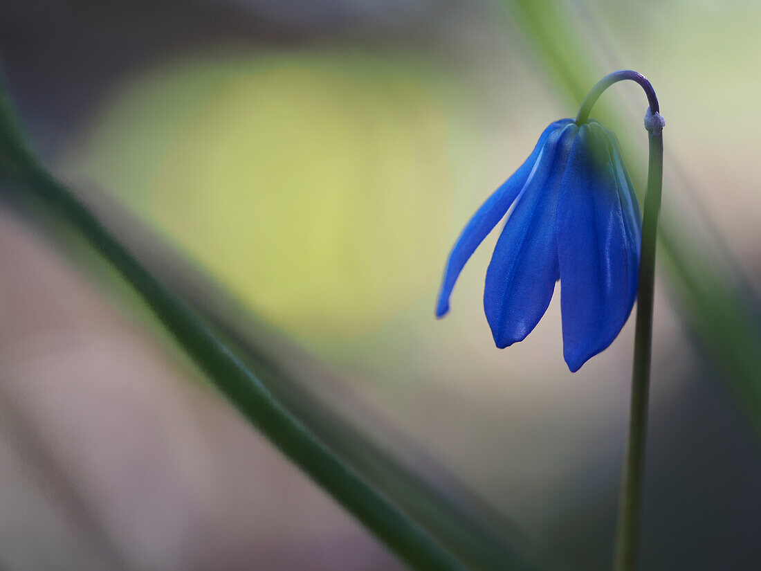 Flower of Harebell bellflower (Campanula rotundifolia) against a blurred background