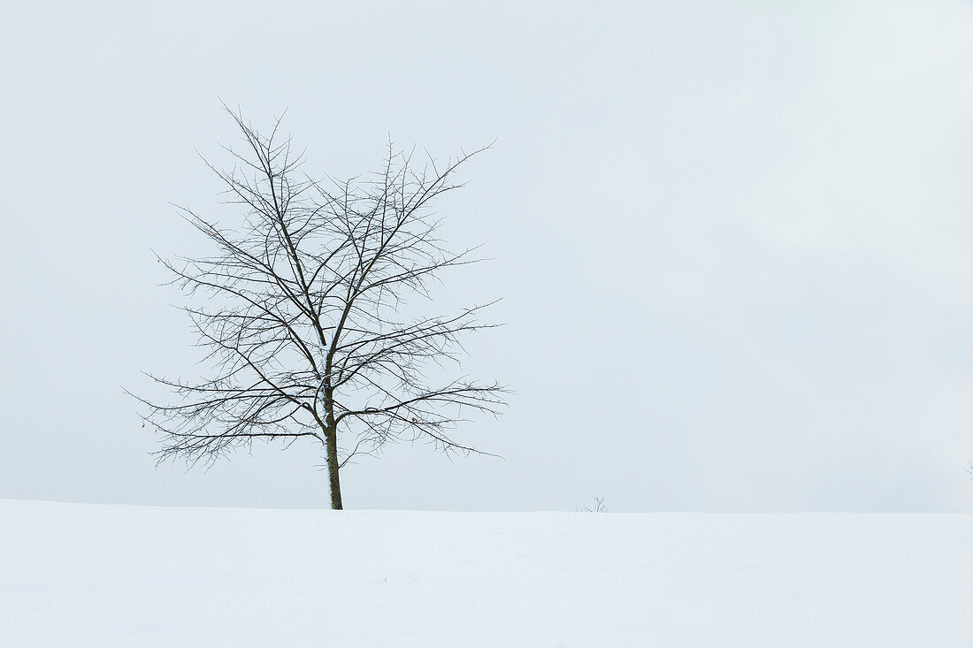 Bare tree in winter landscape