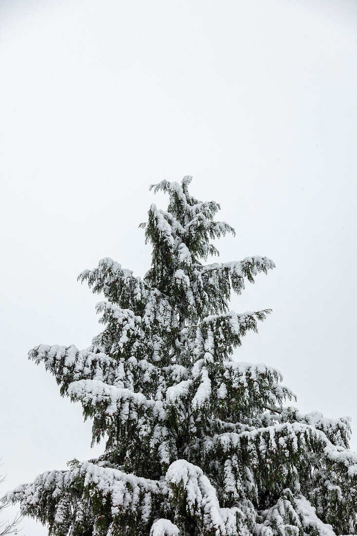 Snow-covered evergreen tree