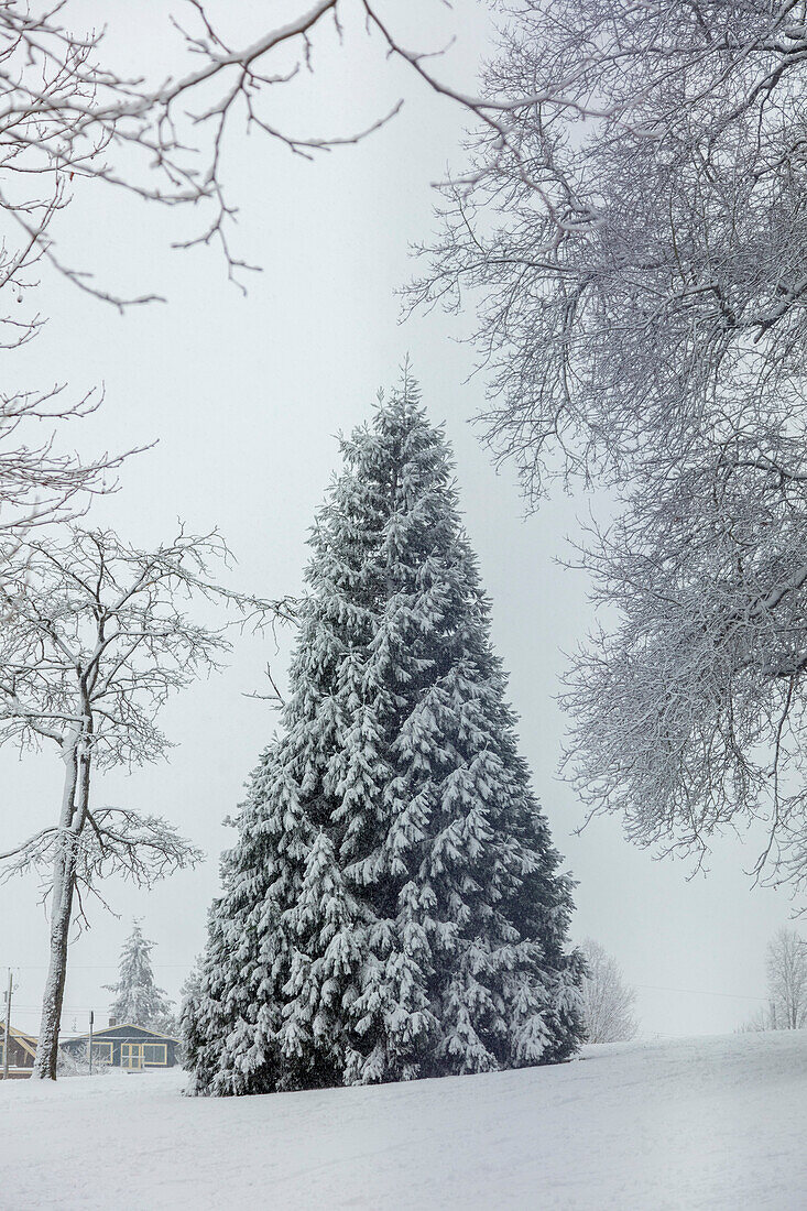 Snow-covered evergreen tree