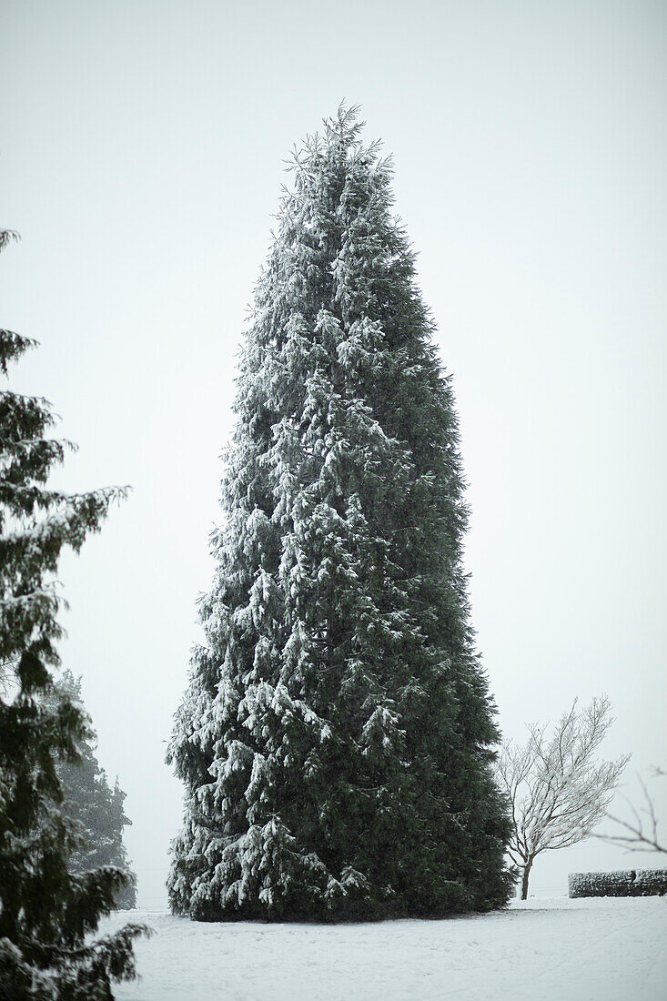 Snow-covered evergreen tree