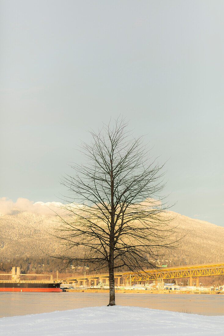 Einsamer Baum im Winter mit Ironworkers Memorial Second Narrows Crossing über Burrard Inlet mit North Shore Mountains im Hintergrund, North Vancouver, British Columbia, Kanada