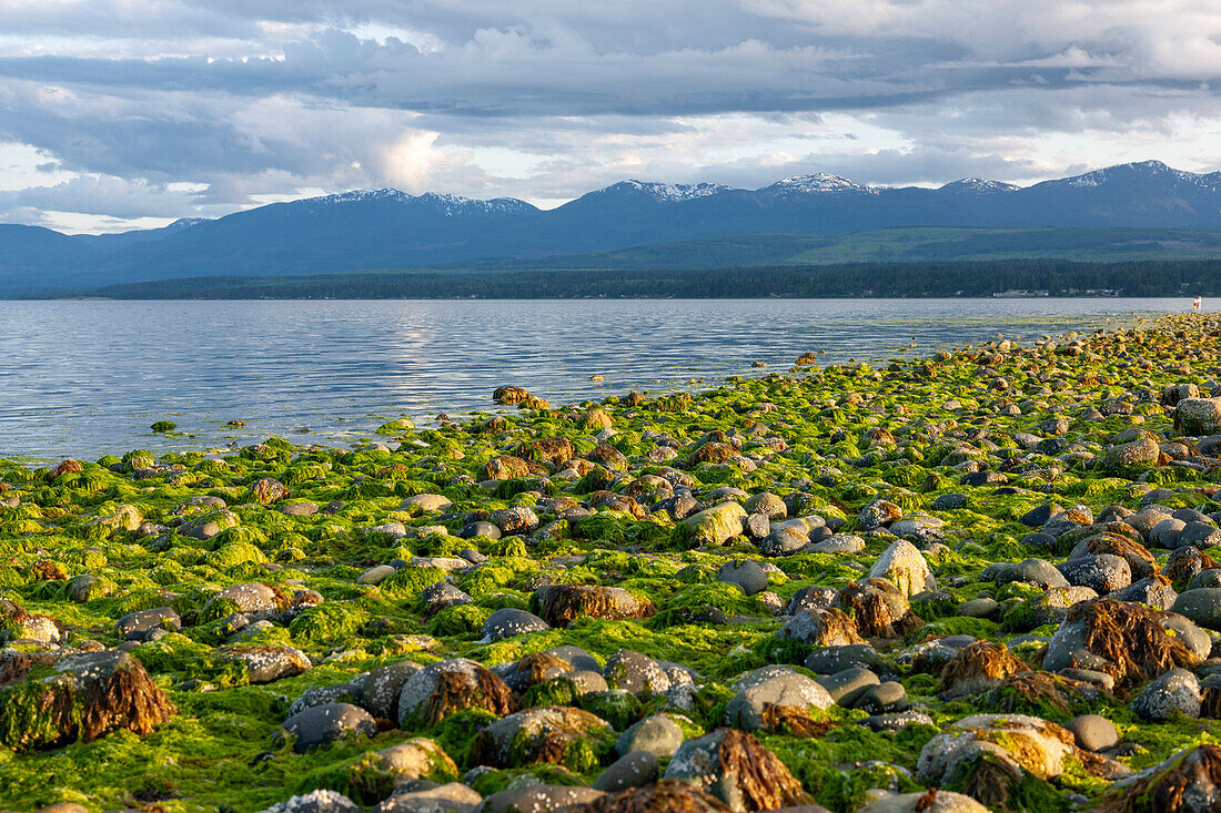 Rocks covered in seaweed on shore with mountains in background,  Strait of Georgia, British Columbia, Canada