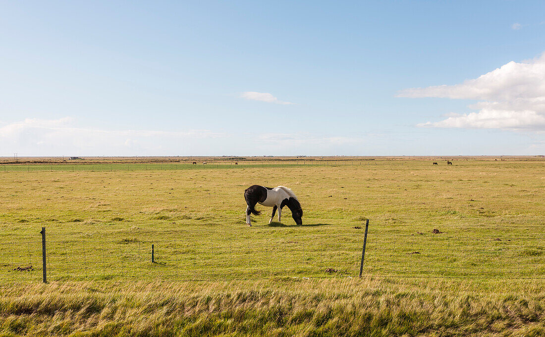 Pferd grasend auf einer Wiese, Island