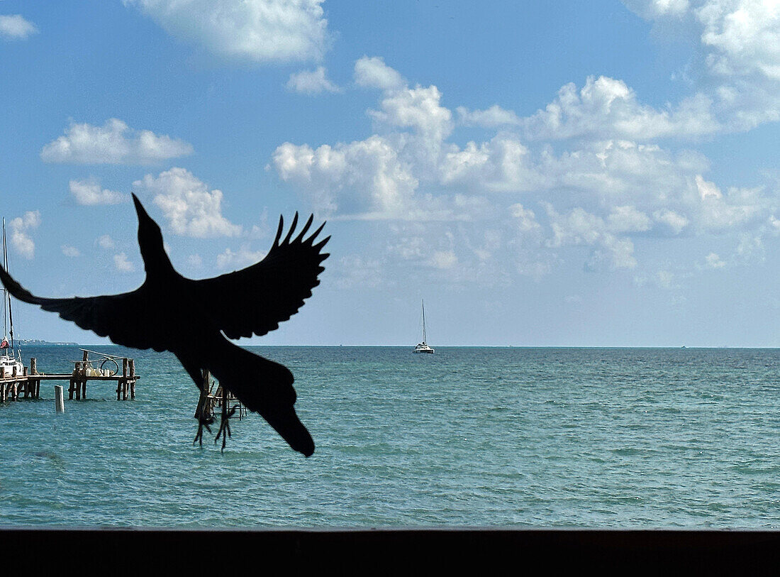 Silhouette eines flüchtenden Vogels am Strand, Cancun, Quintana Roo, Mexiko