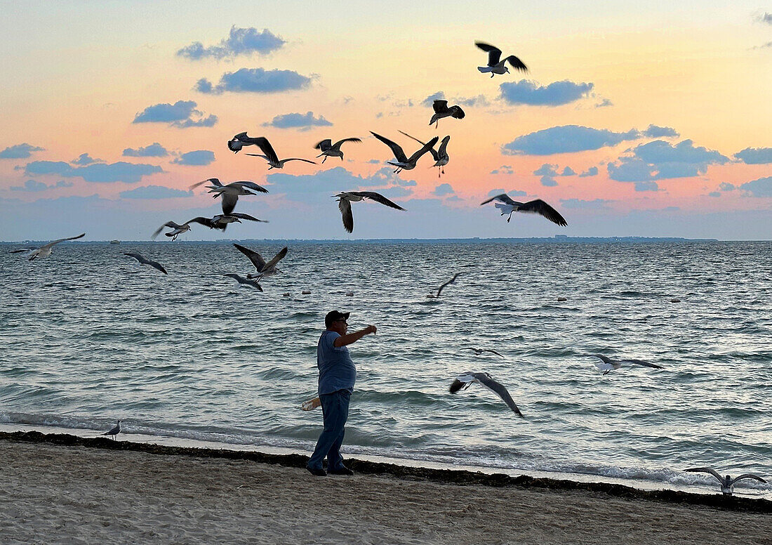 Man feeding seagulls at beach at sunset, Cancun, Mexico