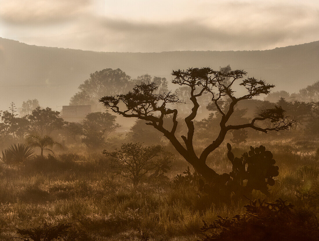 Tree in morning mist, San Miguel de Allende, Guanajuato, Mexico