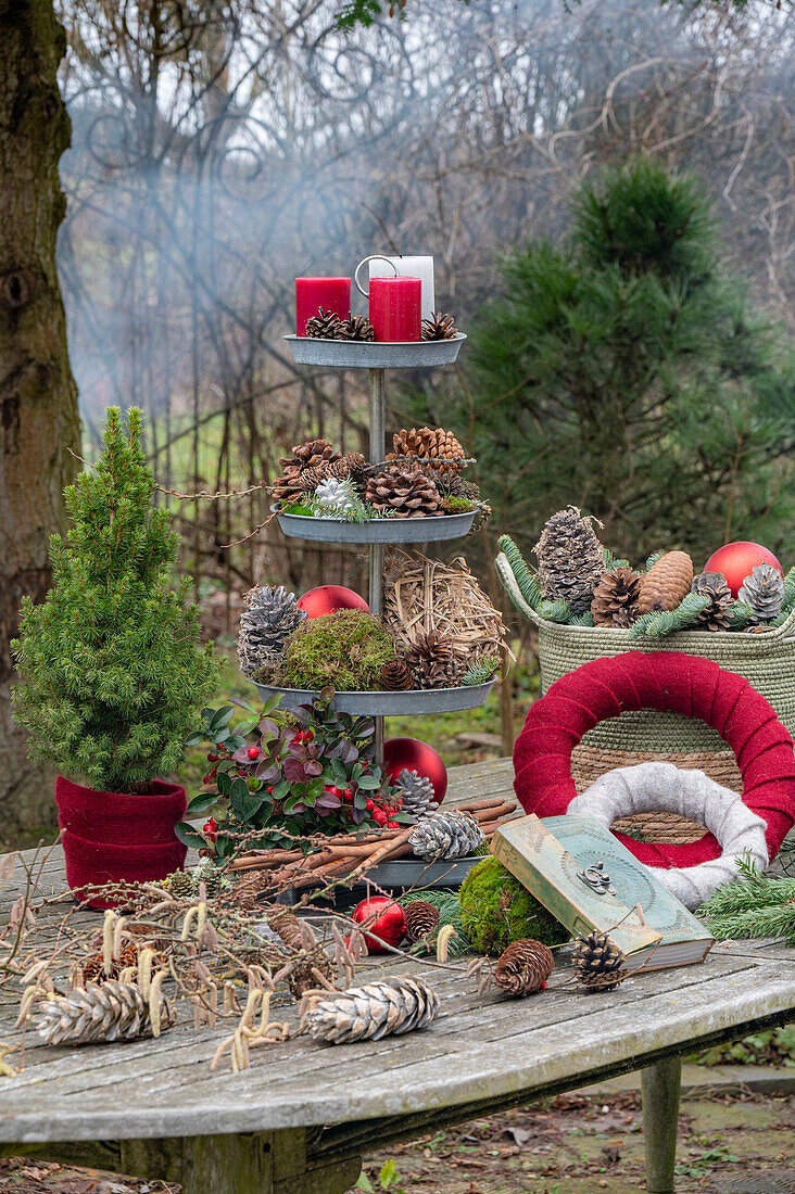 Weihnachtliche Etagere mit Kerzen, Zapfen, Christbaumkugeln, Moos, Zuckerhut-Fichte 'Conica' (Picea glauca) auf Gartentisch