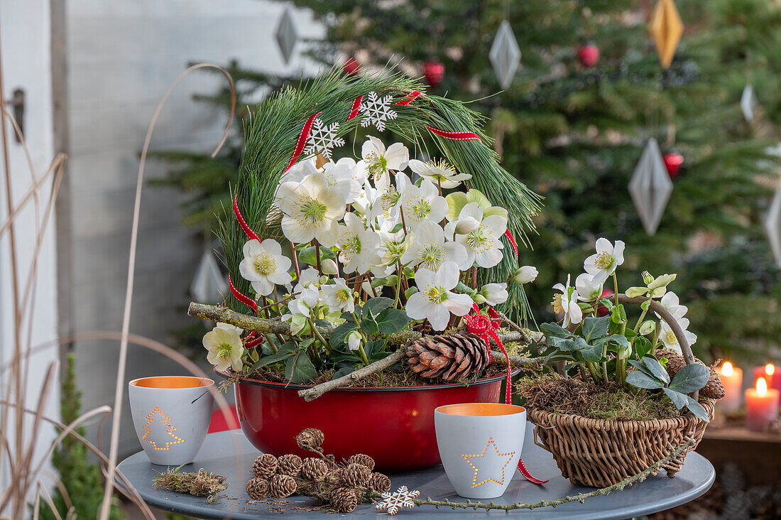 Christrosen (Helleborus niger) in Blumenschale mit Kranz aus Kiefernnadeln und Zapfen auf der Terrasse