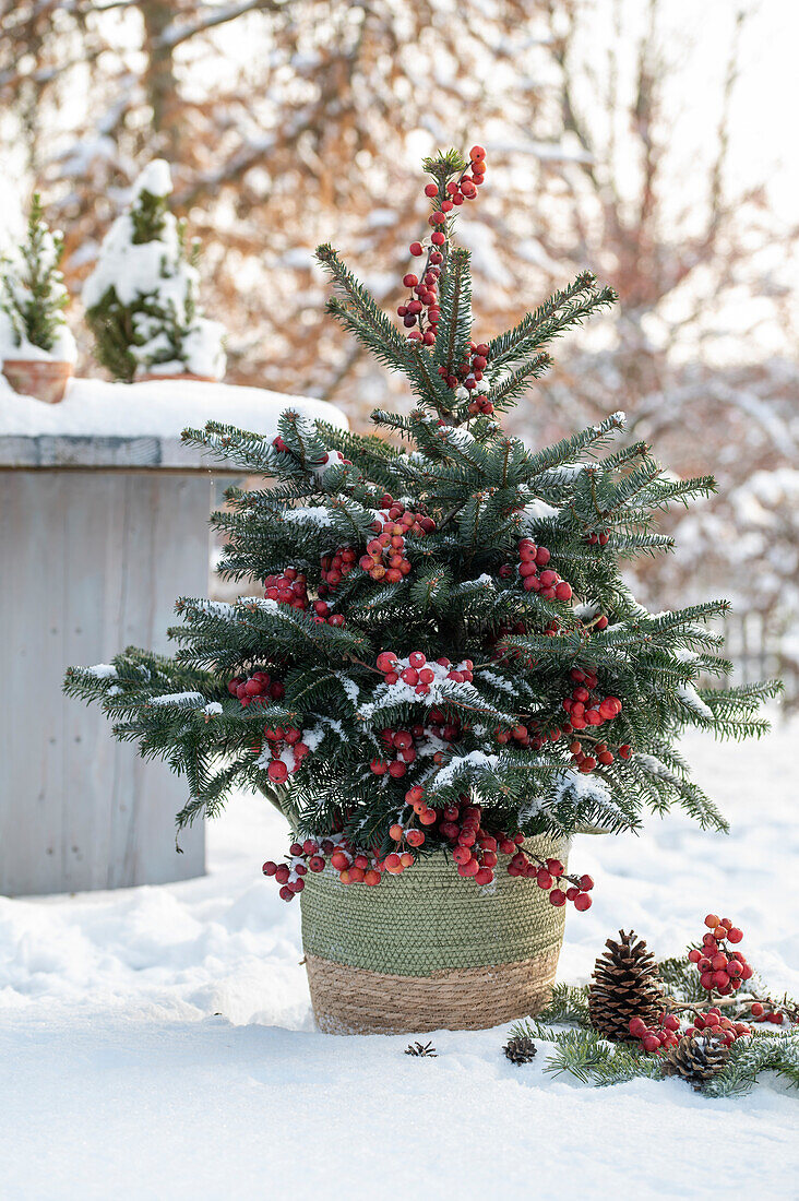 Weihnachtsbaum mit Zieräpfeln geschmückt im verschneiten Garten