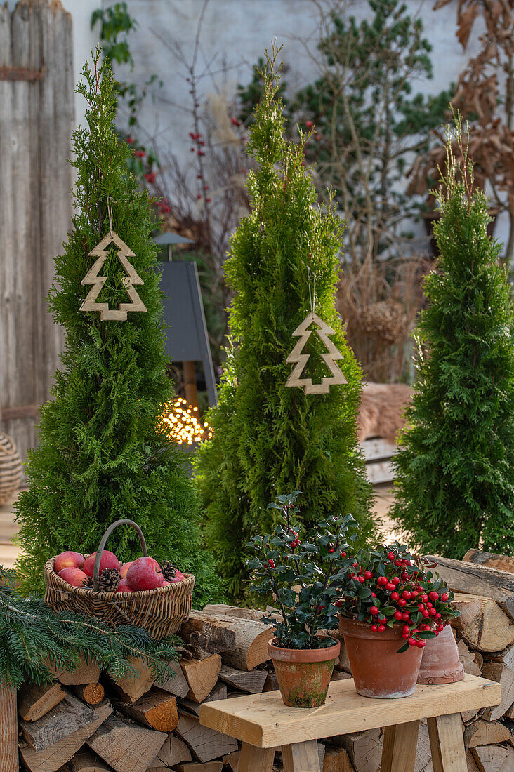 Weihnachtliche Terrasse, Zypressen im Topf mit Christbaumanhänger, Stechpalme (Ilex), Äpfel im Korb und Holzstoß