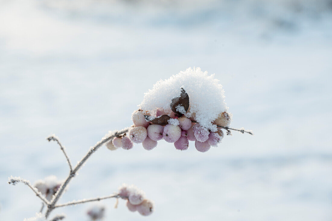 Schneebeerenzweig (Symphoricarpos) mit Eiskristallen, close-up