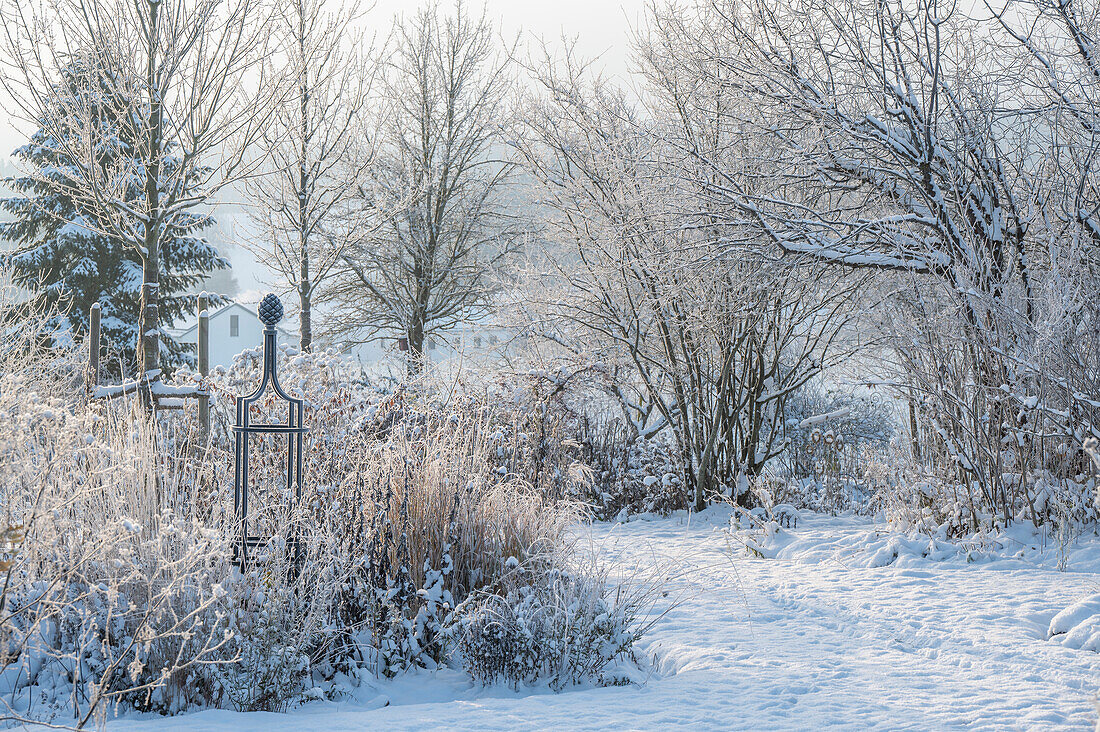 Verschneite Bäume im winterlichen Garten