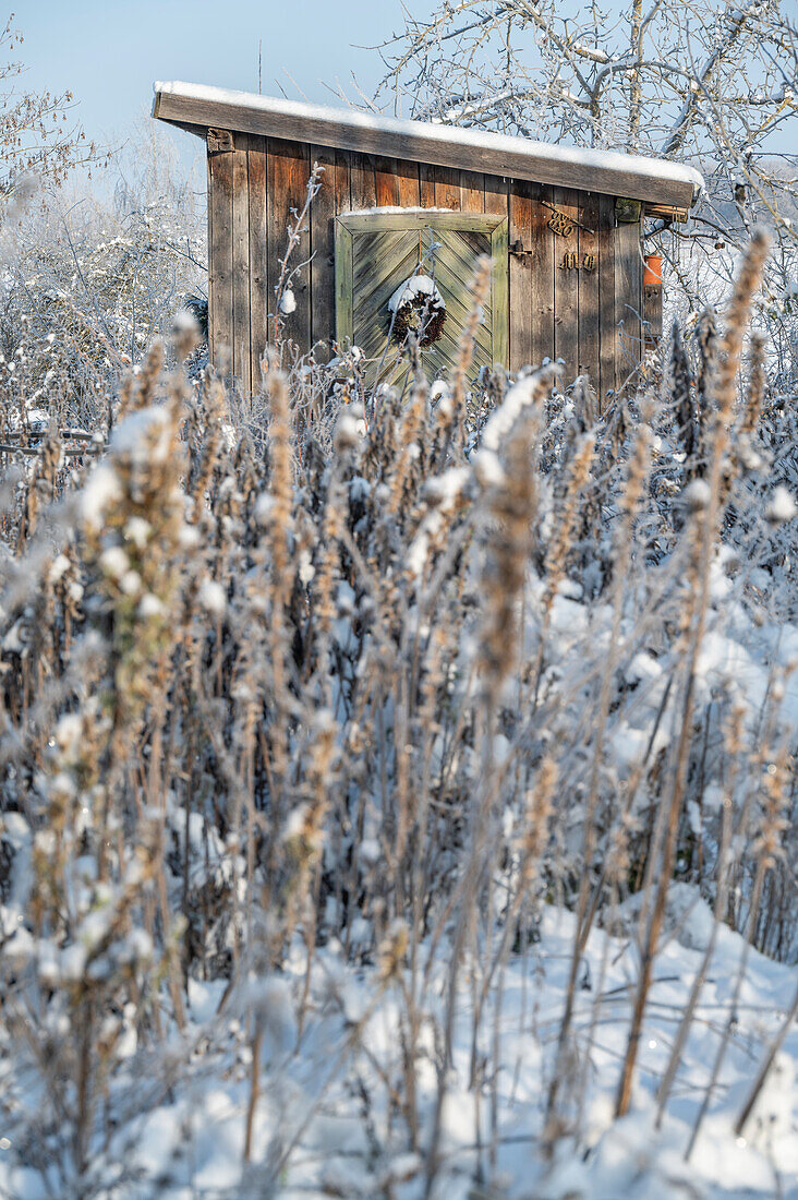 Verschneite Gräser und Stauden vor Holzschuppen im winterlichen Garten