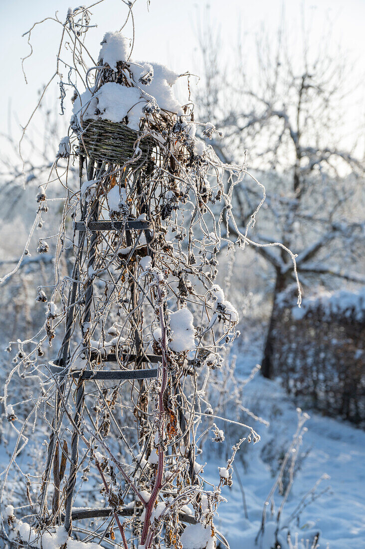 Spalier mit Zweigen und Ranken im verschneiten Garten