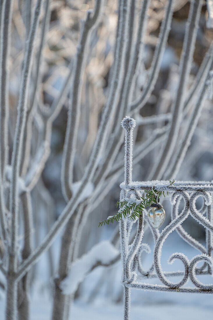 Garten im Winter, Zweige und Gestell mit Eiskristallen angefroren bei Rauhreif, close-up