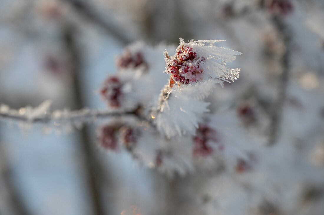 Gemeiner Schneeball (Viburnum), Zweig mit Früchten, mit Eiskristallen angefroren im Garten