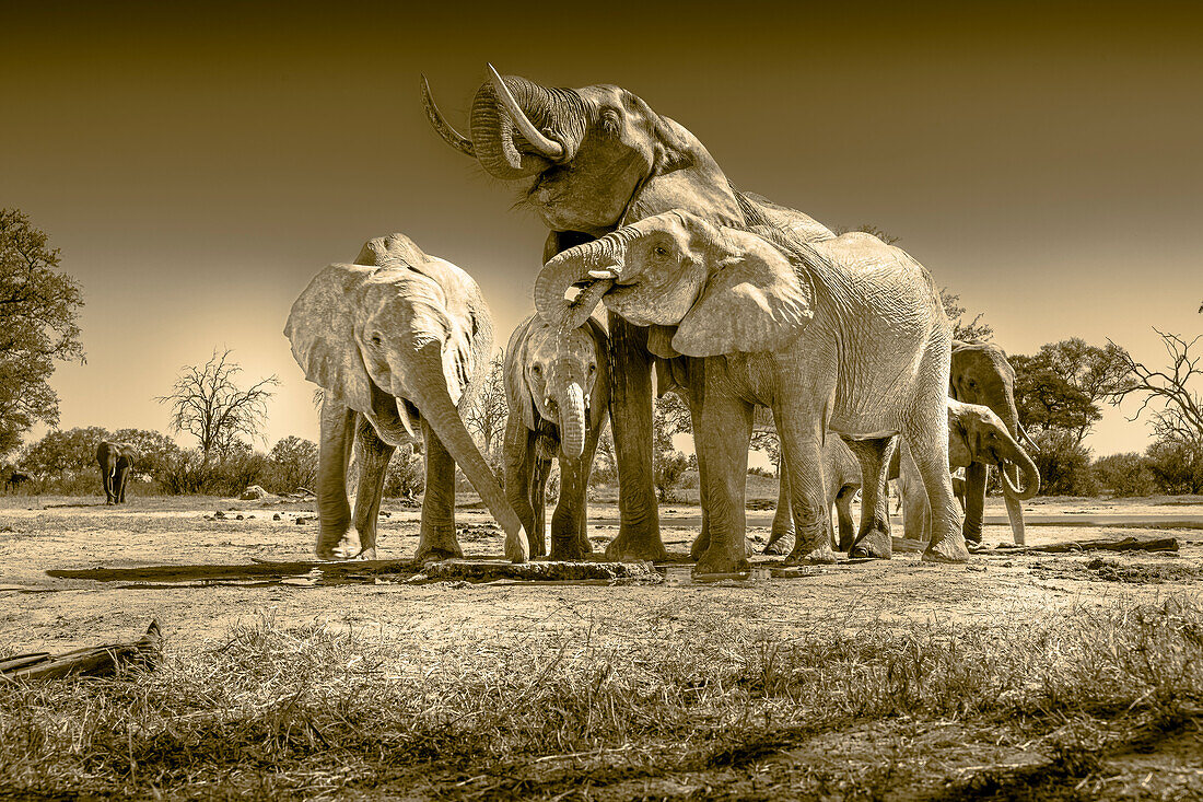Elefantenherde an der Wasserstelle, die das reichliche Wasser zum Trinken und Duschen genießt. Camelthorn Lodge. Hwange National Park. Simbabwe.