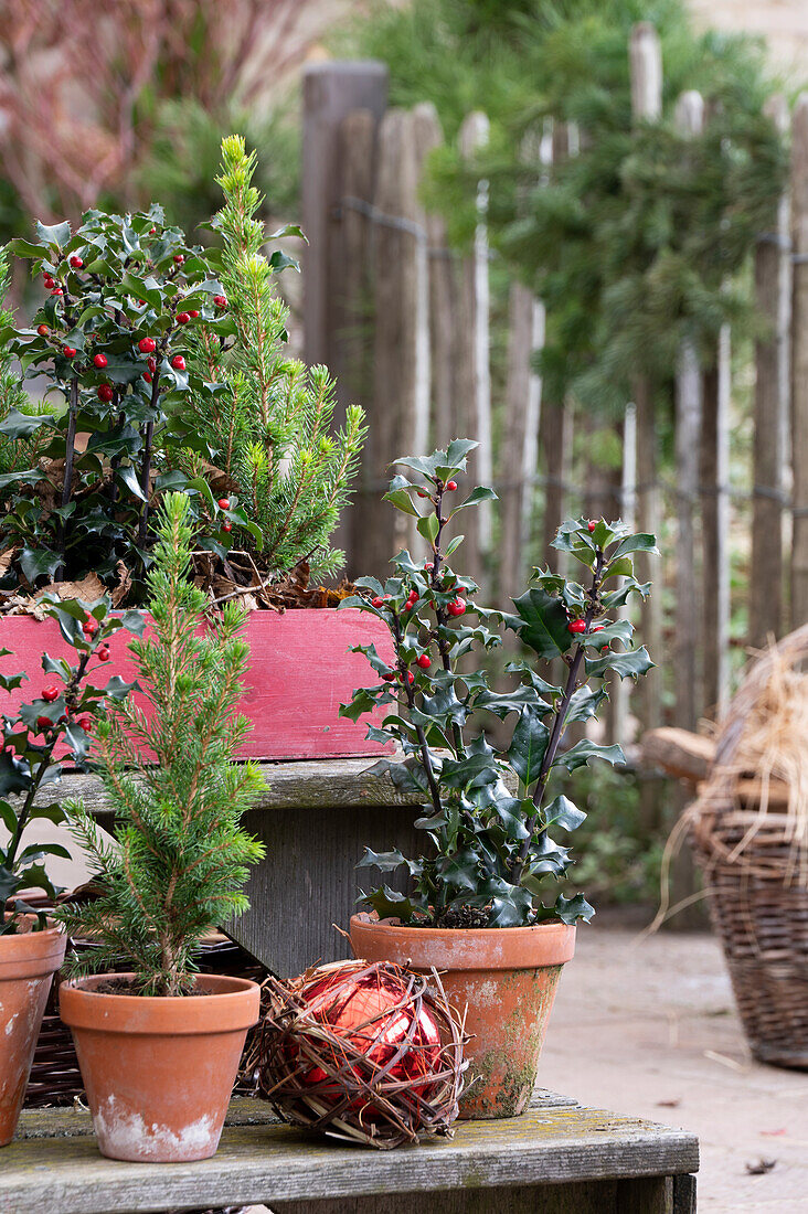 Stechpalmen (Ilex) im Topf und Zuckerhutfichte (Picea Glauca) und Christbaumkugel mit Ranken umwickelt auf Terrasse, close-up