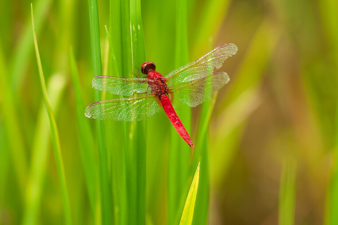 Chiang Mai, Thailand. Red Dragonfly, Orthetrum testaceum, also known as Scarlet Skimmer.