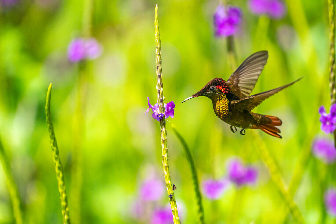 Trinidad. Rubintopas-Kolibri ernährt sich von Eisenkrautblüten.