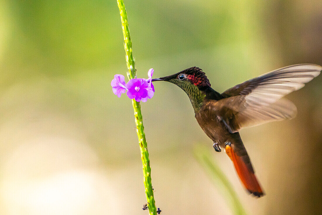 Trinidad. Rubintopas-Kolibri, der sich von einer Eisenkrautblüte ernährt.