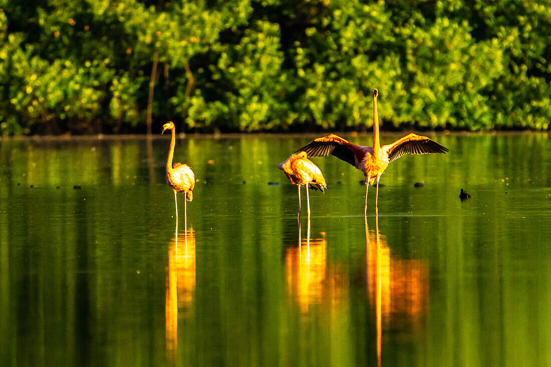 Trinidad, Caroni Swamp. American flamingos in swamp.