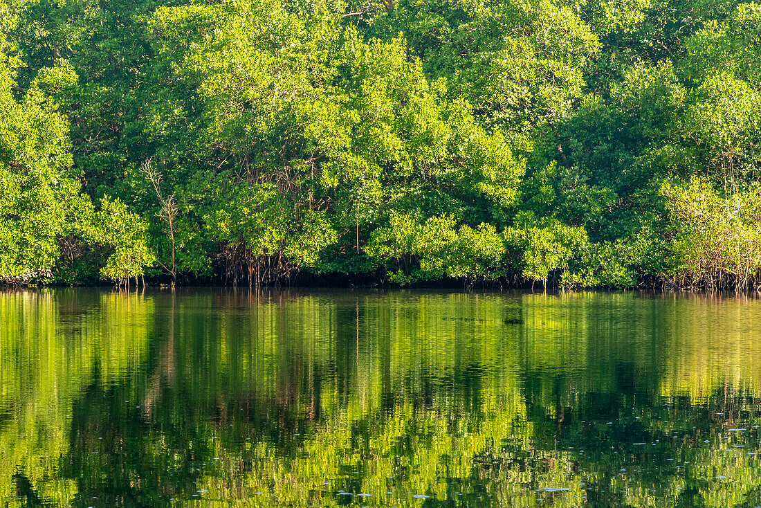 Trinidad, Caroni Swamp. Sonnenaufgangslandschaft mit Sumpf und Mangrovenbäumen.