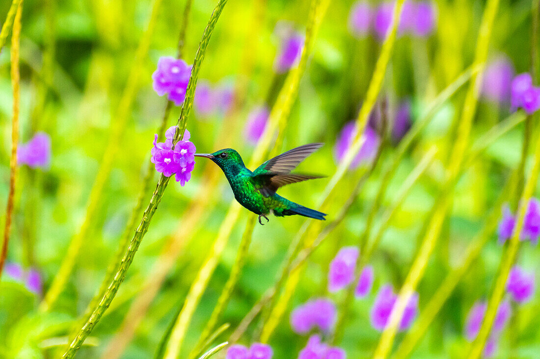 Trinidad. Blaukinniger Saphirkolibri beim Fressen von Eisenkrautblüten.