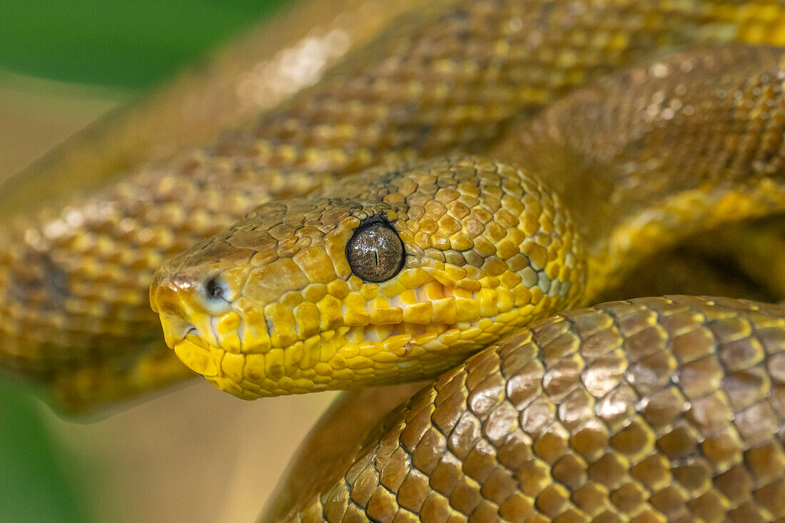 Trinidad, Caroni Swamp. Cook's tree boa close-up.