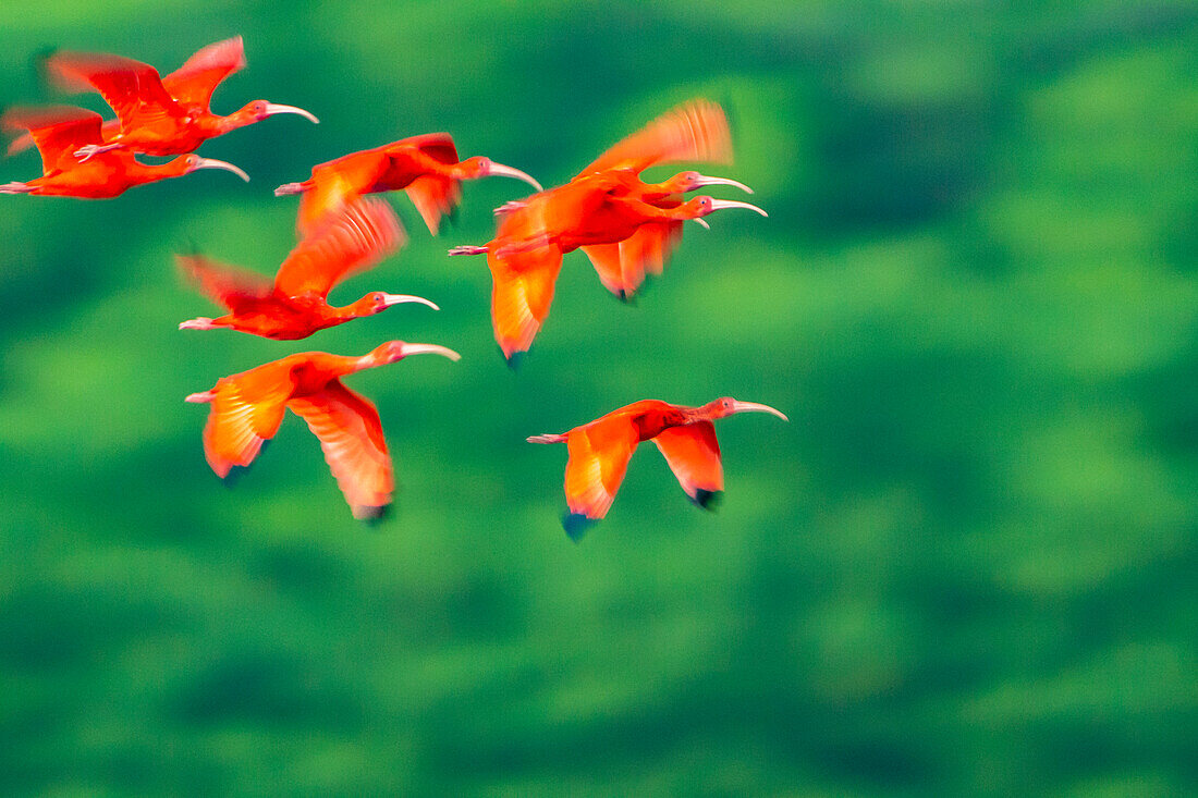 Trinidad, Caroni Swamp. Scarlet ibis birds in flight.