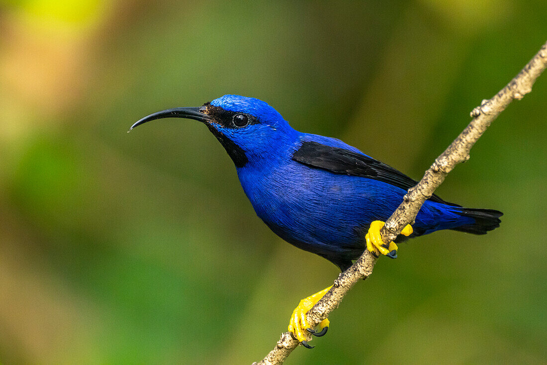 Trinidad. Purpurhonigfresser-Männchen in der Schutzhütte Yerette.