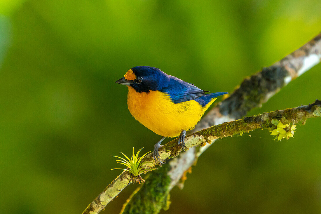 Trinidad. Violetter Euphonienvogel in Nahaufnahme.