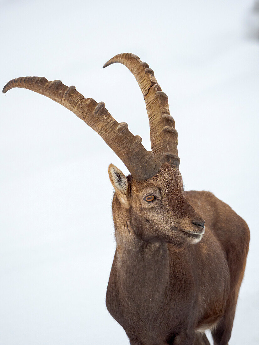 Alpine Ibex in fresh deep snow, Alpenwildpark (alpine game park) Obermaiselstein. Germany, Bavaria