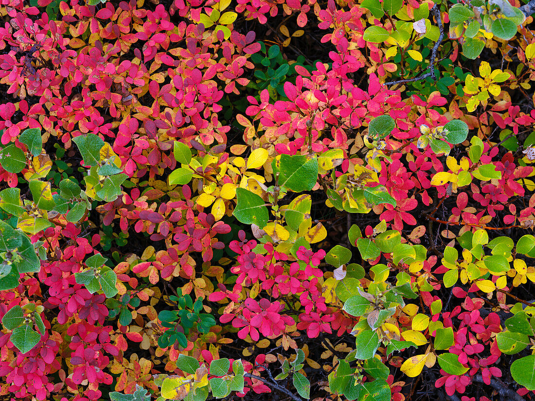 Colorful autumn forest at Lake Myvatn. Europe, Iceland