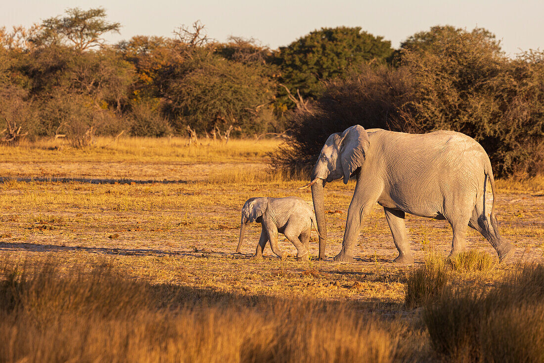 Elefantengruppe mit herumtollendem Baby. Camelthorn Lodge. Hwange-Nationalpark. Simbabwe.