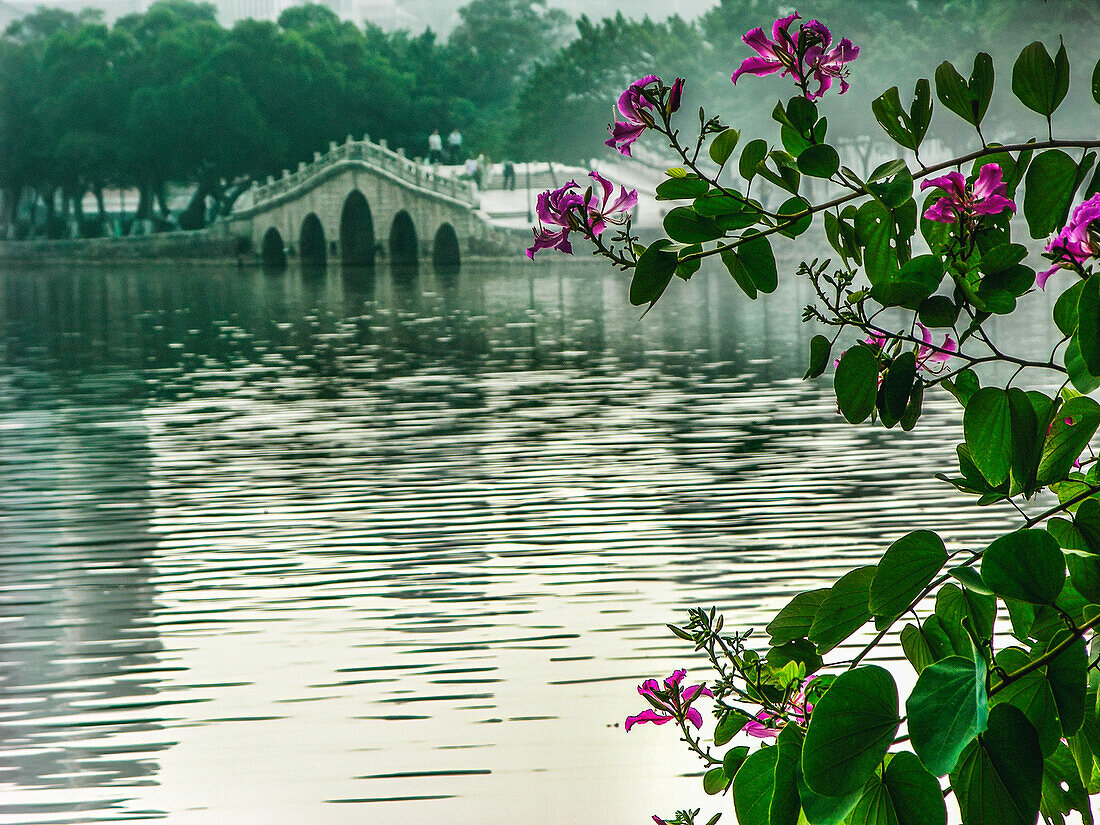 Hongkong-Orchideenbaum im chinesischen Garten, Huizhou West Lake, Provinz Guangdong, China.