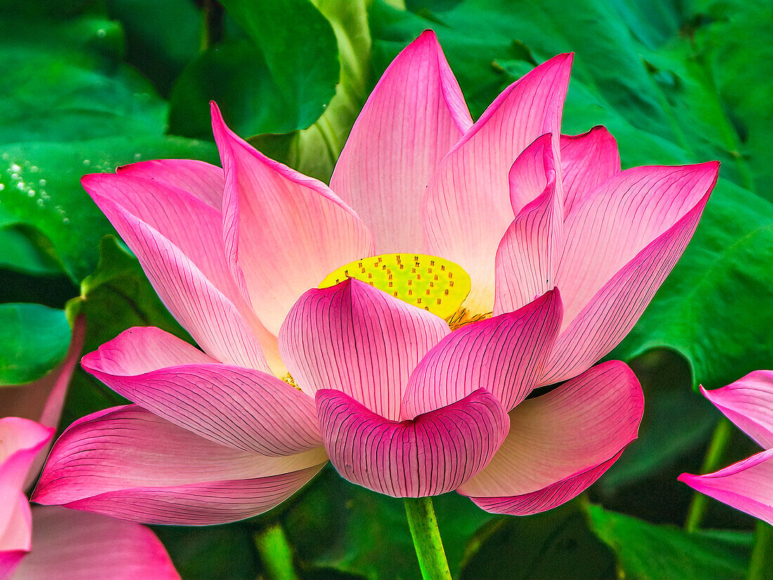 Pink lotus blooming, Hangzhou, China. Sacred flower in Buddhism native to China