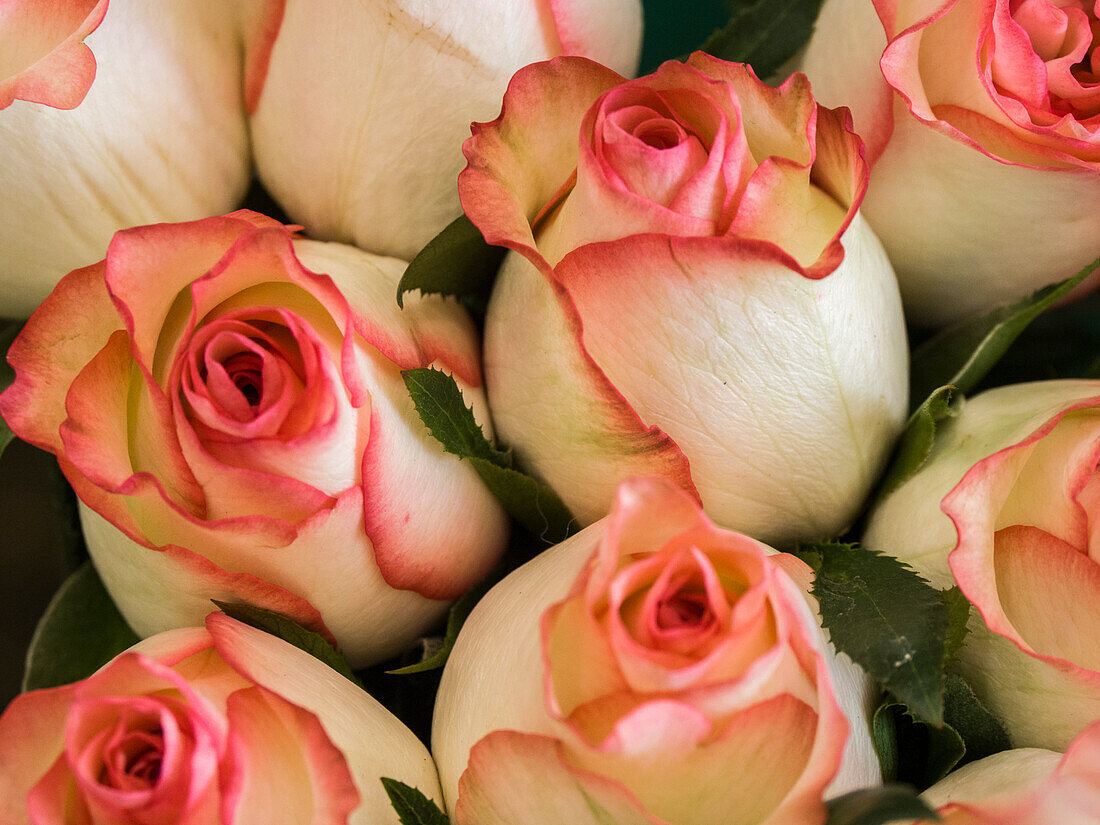 China, Hong Kong. Closeup of roses at a flower market.