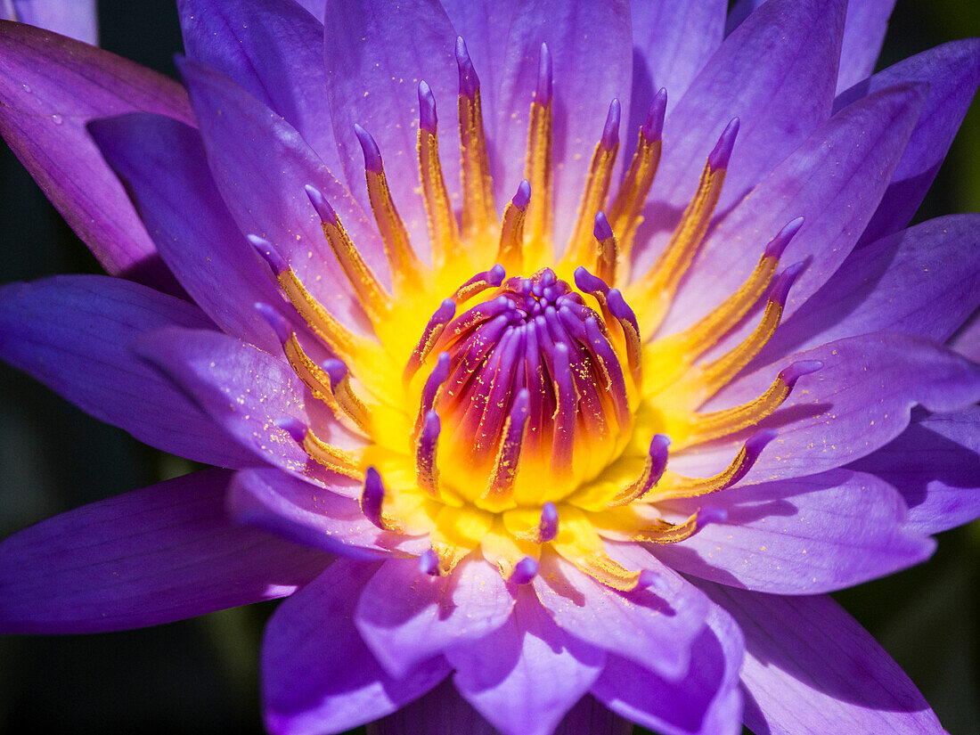 China, Hong Kong. Closeup of a purple dahlia at a flower market.