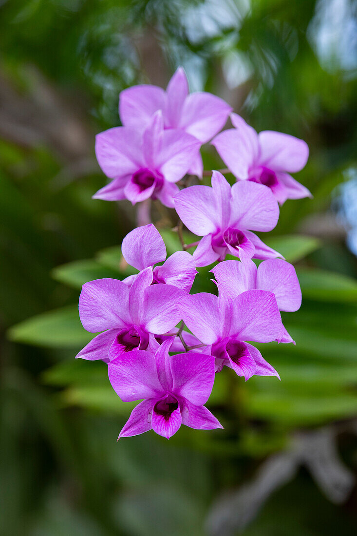 Indonesien, Bali. Orchidee im Detail.