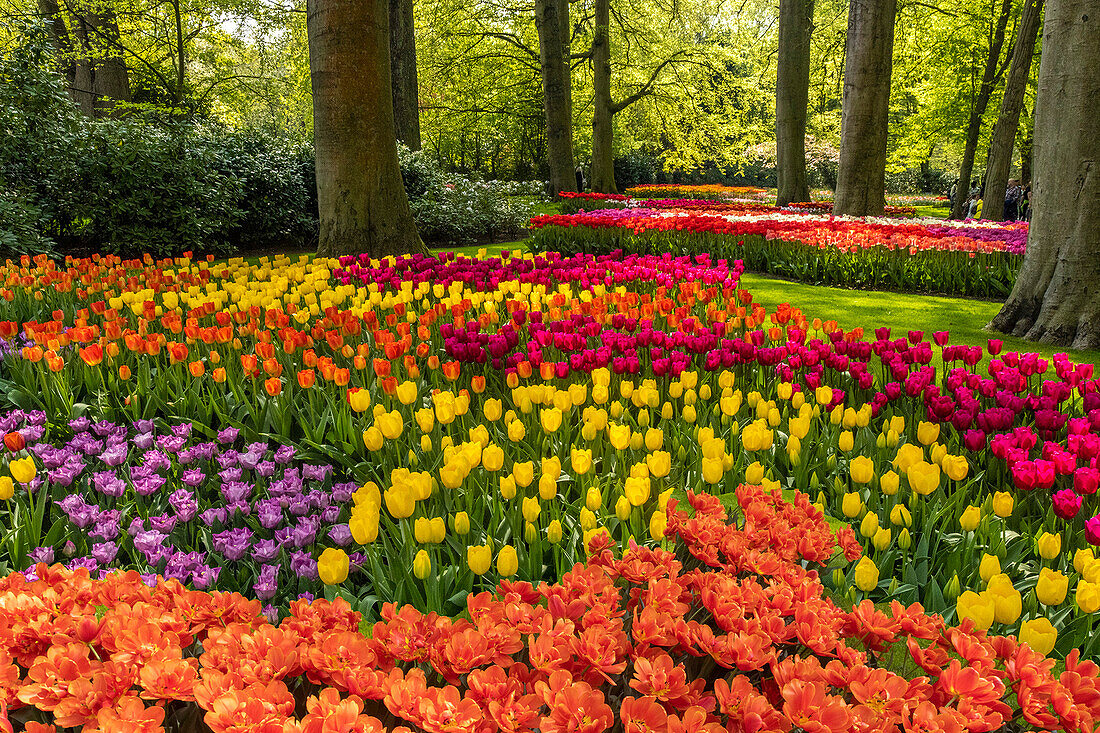 Netherlands, Lisse. Tulips in Keukenhof Gardens.
