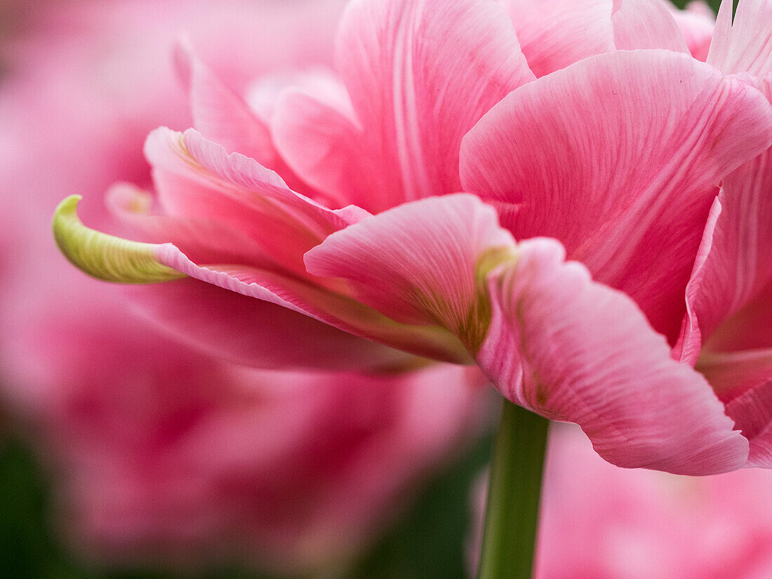 Netherlands, Lisse. Closeup of the underside of soft pink tulip flower.
