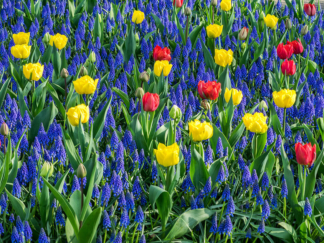 Netherlands, Lisse. Flower displays at Keukenhof Gardens.