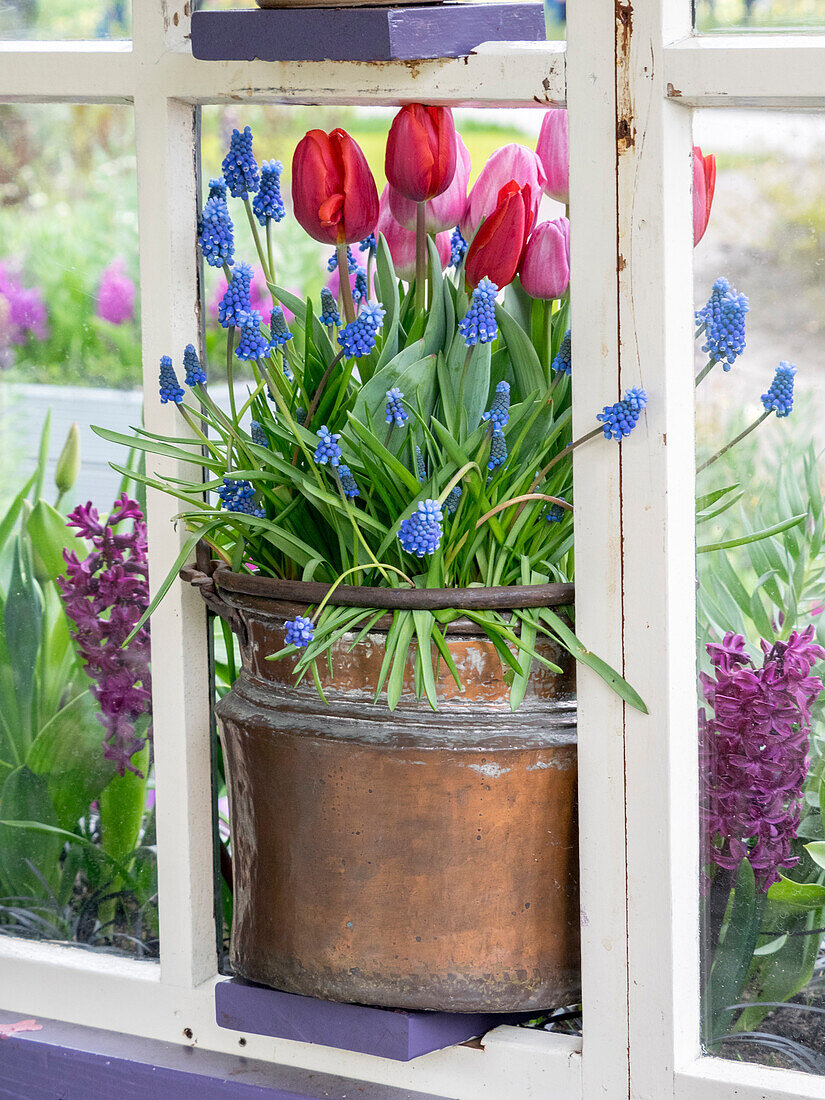 Netherlands, Lisse. Flower display of tulips and grape hyacinths in a pot.