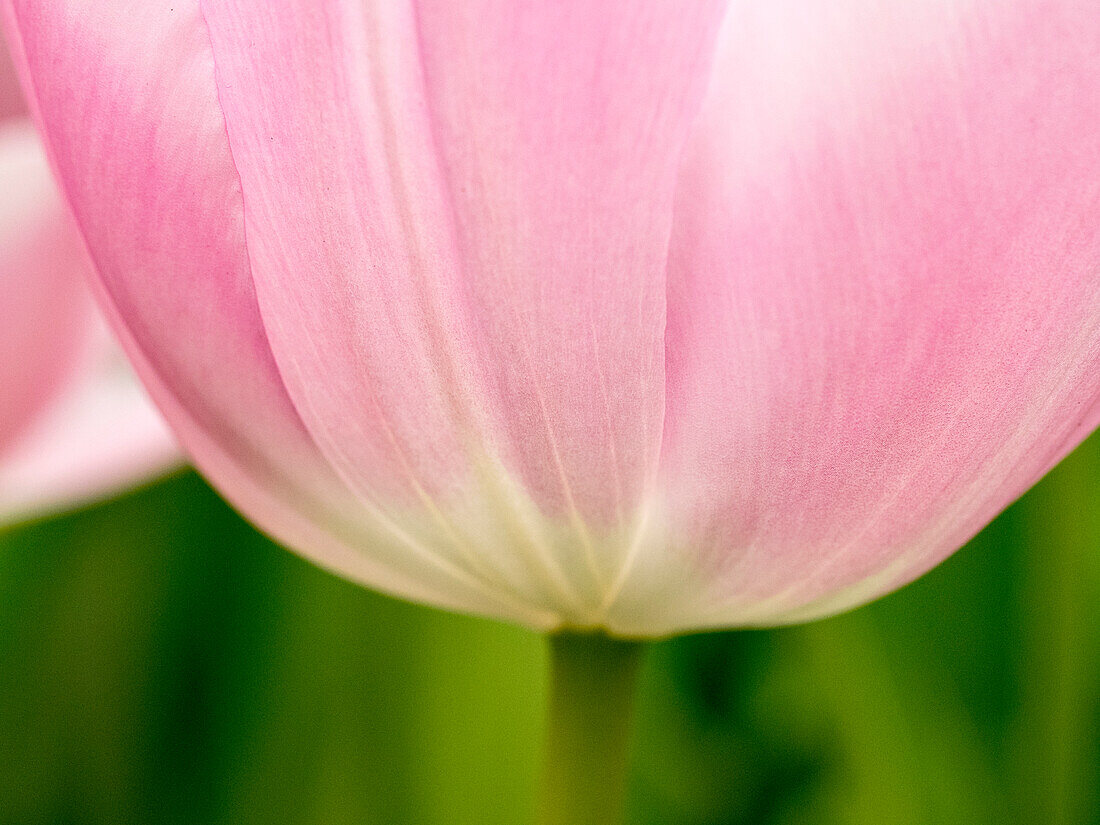 Netherlands, Lisse. Closeup of the underside of a soft pink tulip.
