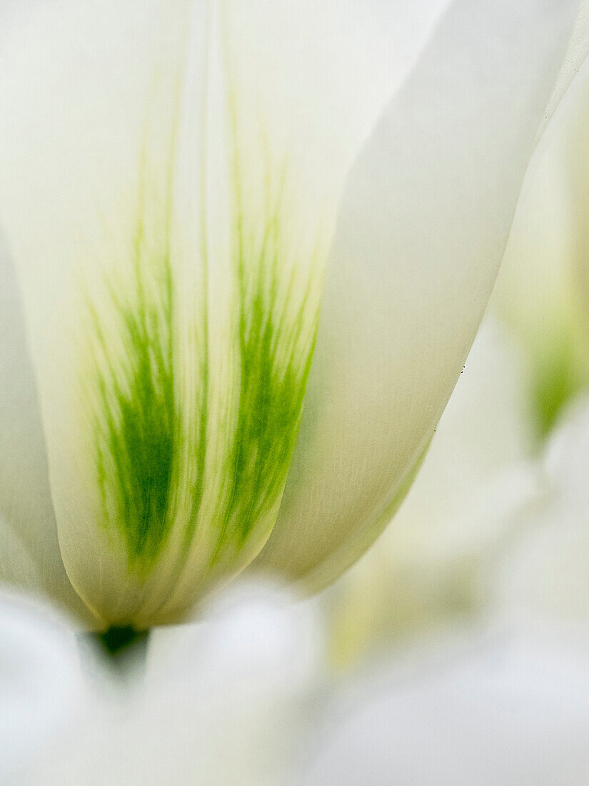 Netherlands, Lisse. Closeup of a white and green tulip.