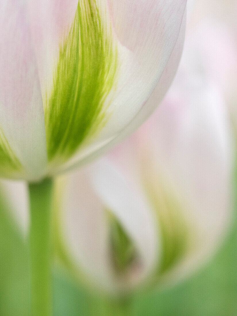 Netherlands, Lisse. Closeup of a soft pink tulip with green streaks.