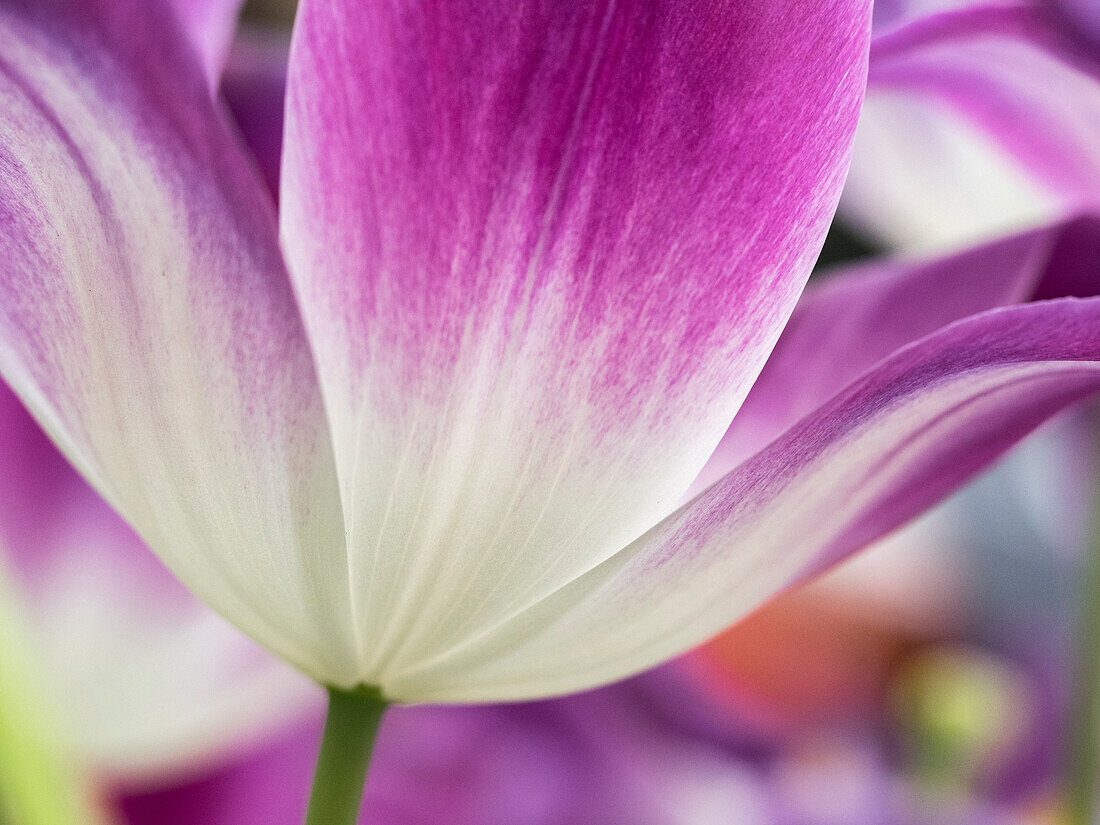 Netherlands, Lisse. Closeup of a purple and white tulip.